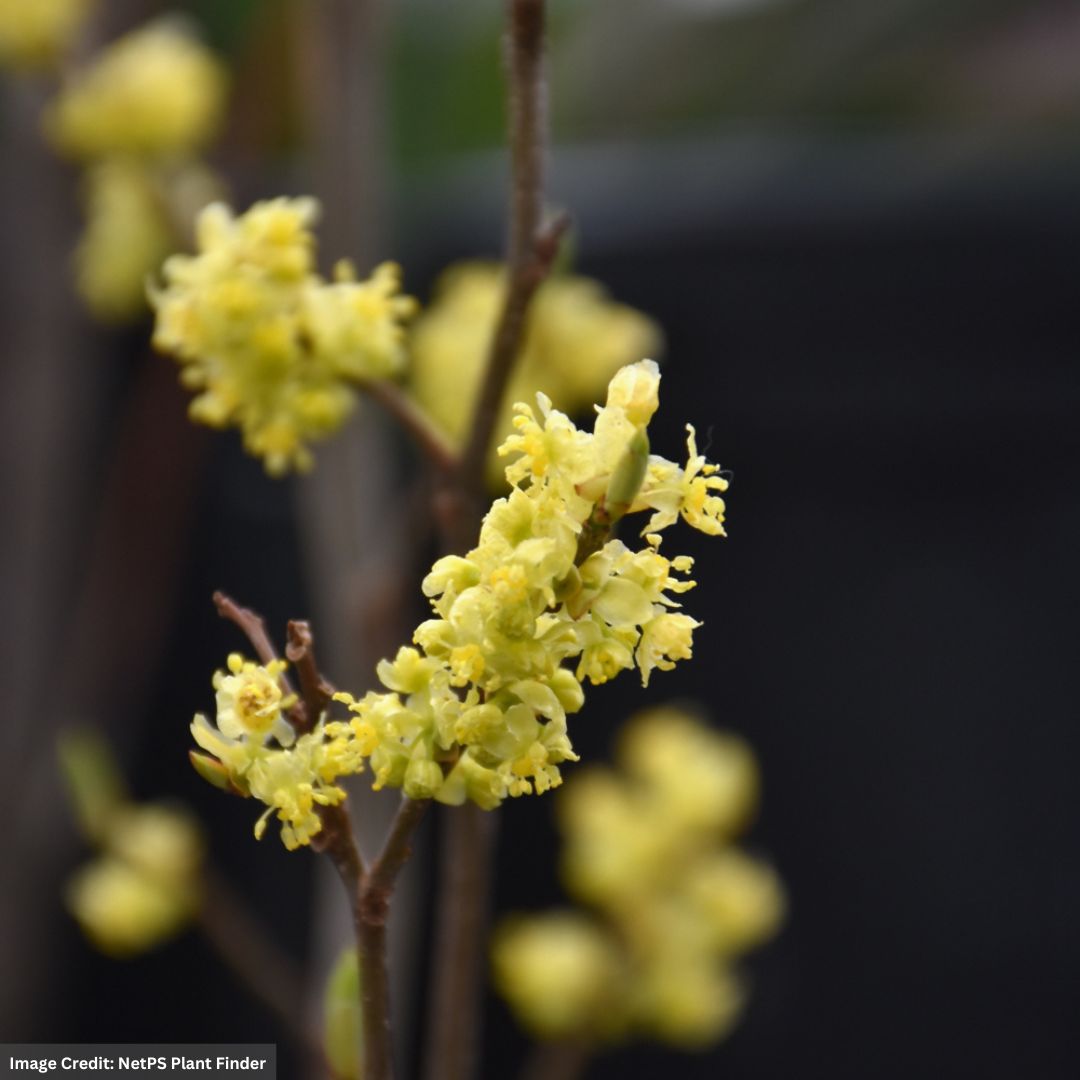 Spicebush – #1 Container